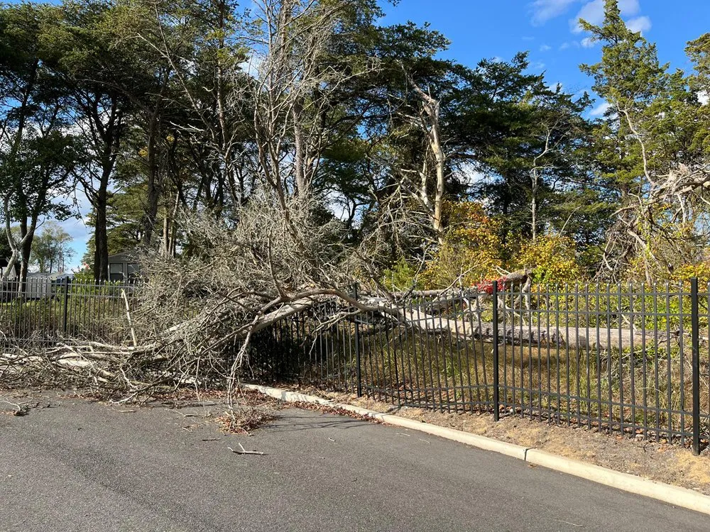 Local yard maintenance experts serving Municipio de East Norriton, PA - Madriz Landscape