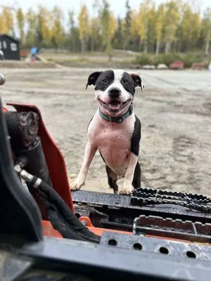 MadRock Dirt Design Logo