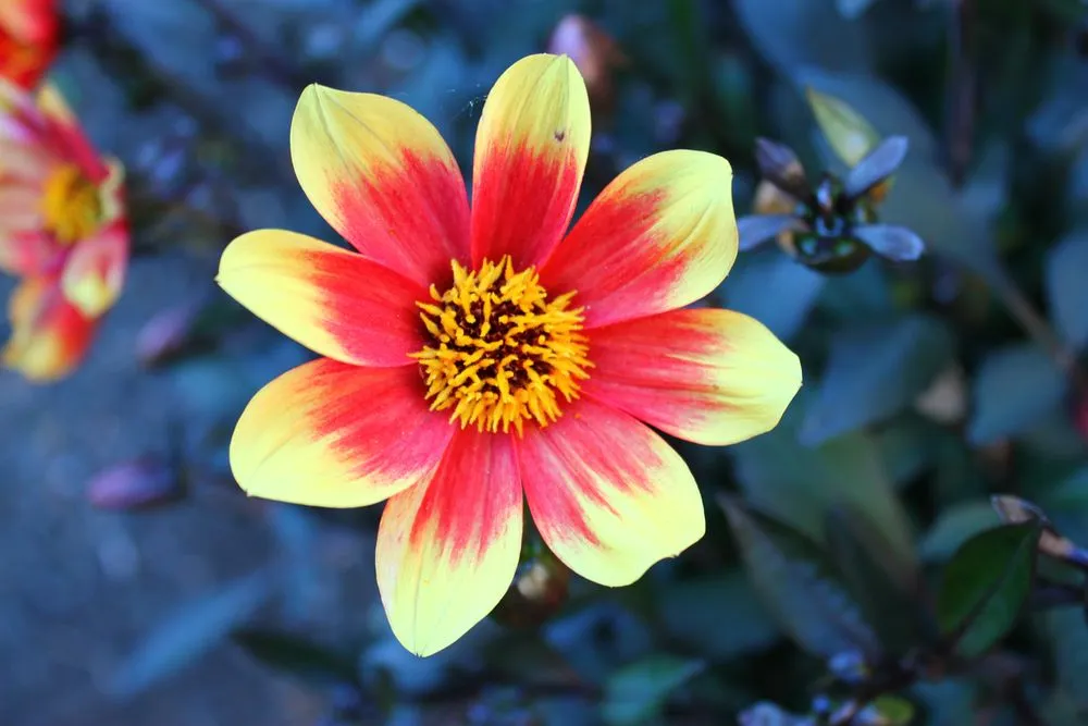 Trusted garden landscaping experts serving Framingham, MA - Madrona Brothers