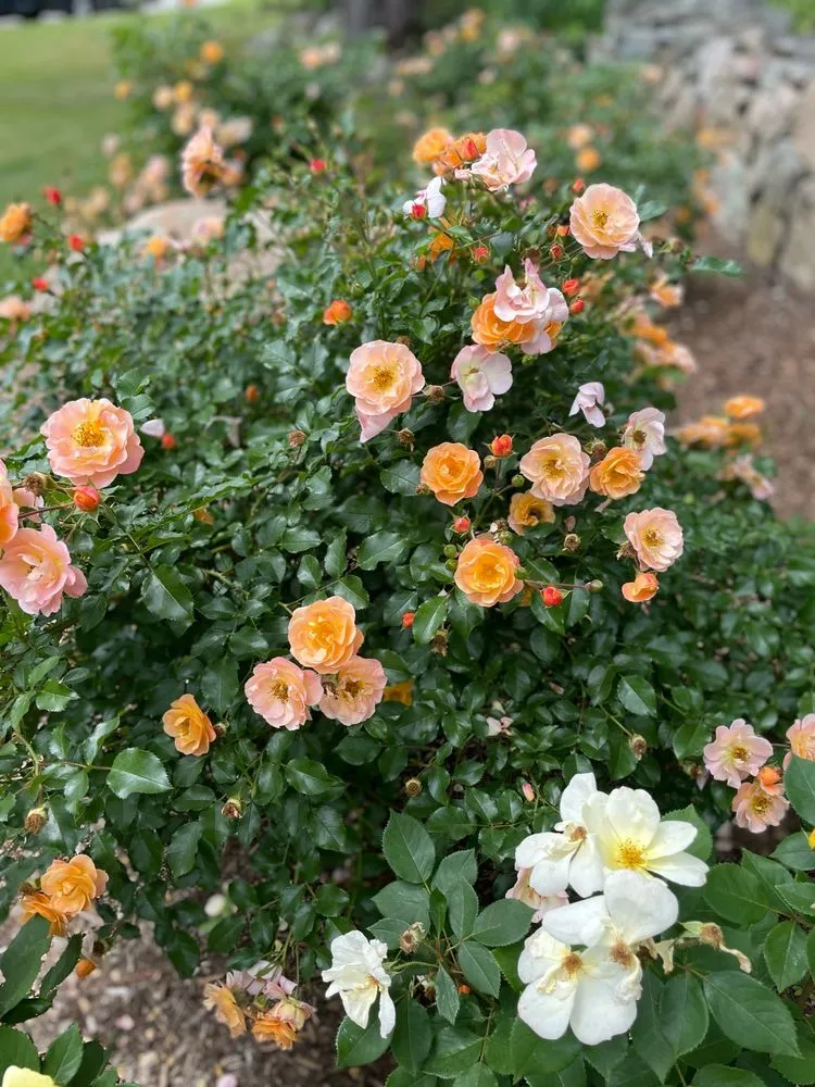 Trusted landscaping services near you in Framingham, MA by Madrona Brothers