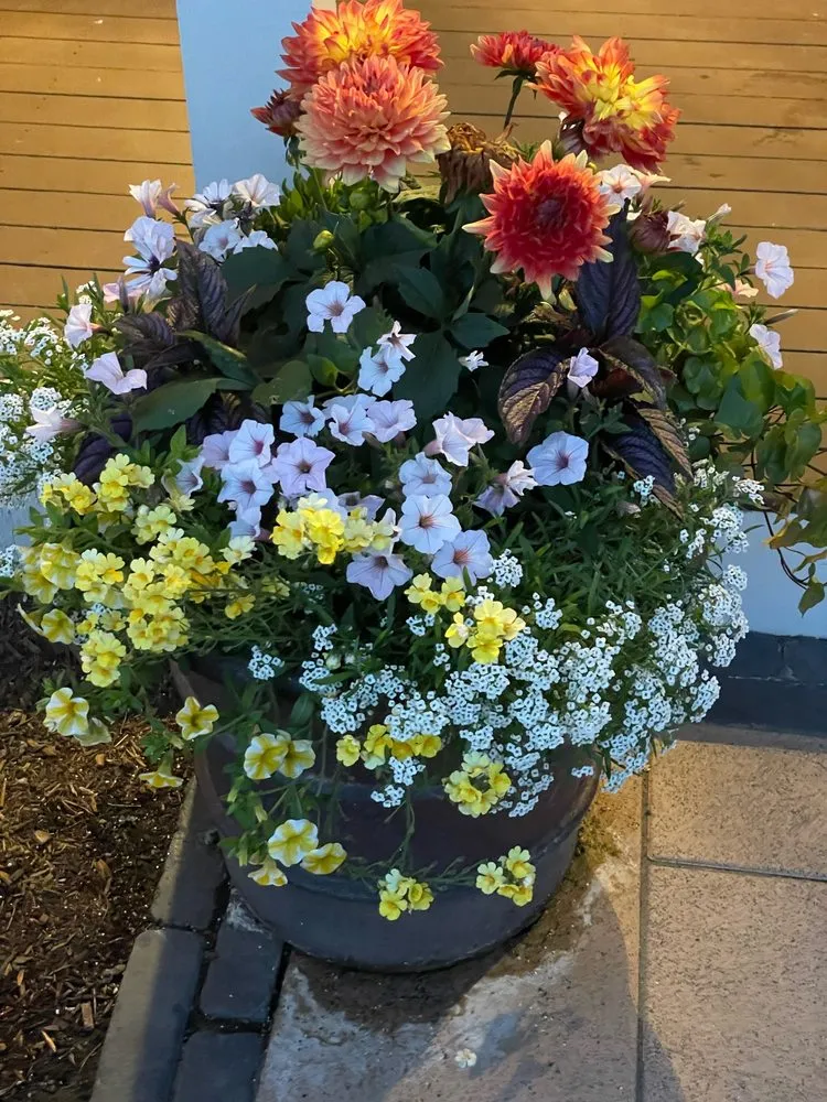 Affordable landscape installation in Framingham, MA by Madrona Brothers