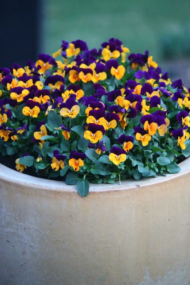 Local yard maintenance in Framingham, MA by Madrona Brothers