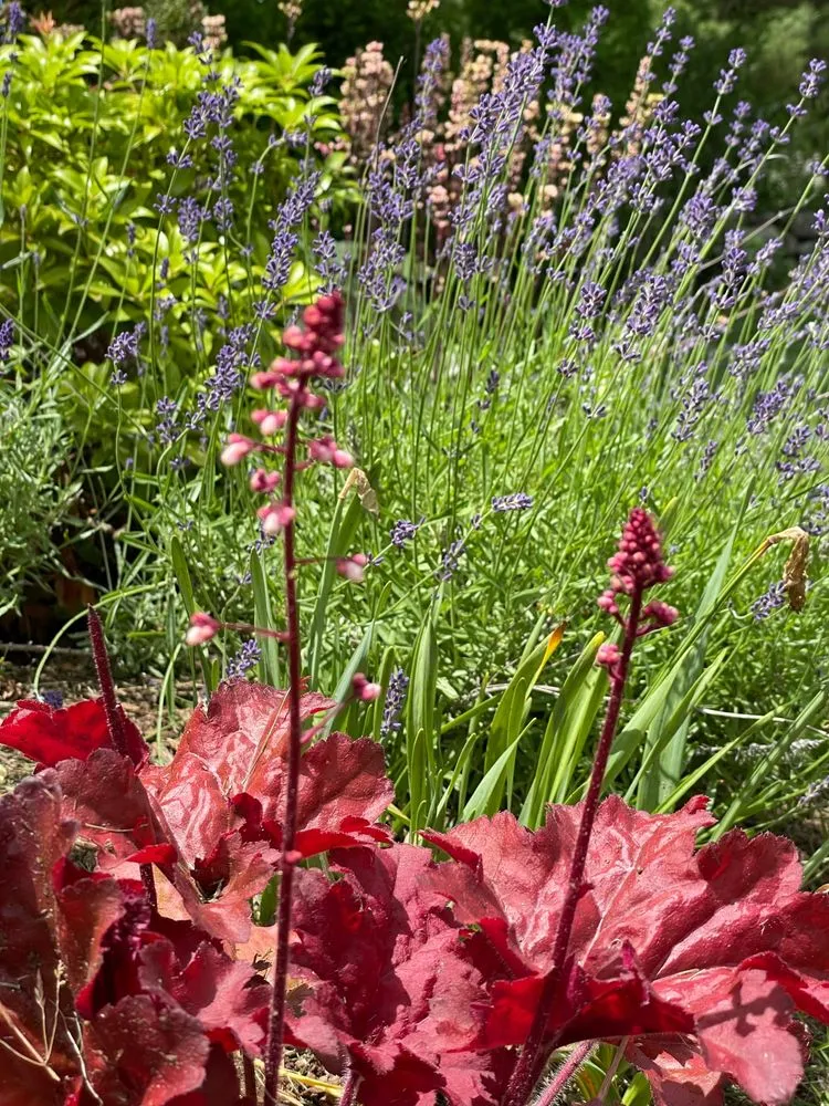 Trusted yard cleanup service in Framingham, MA by Madrona Brothers