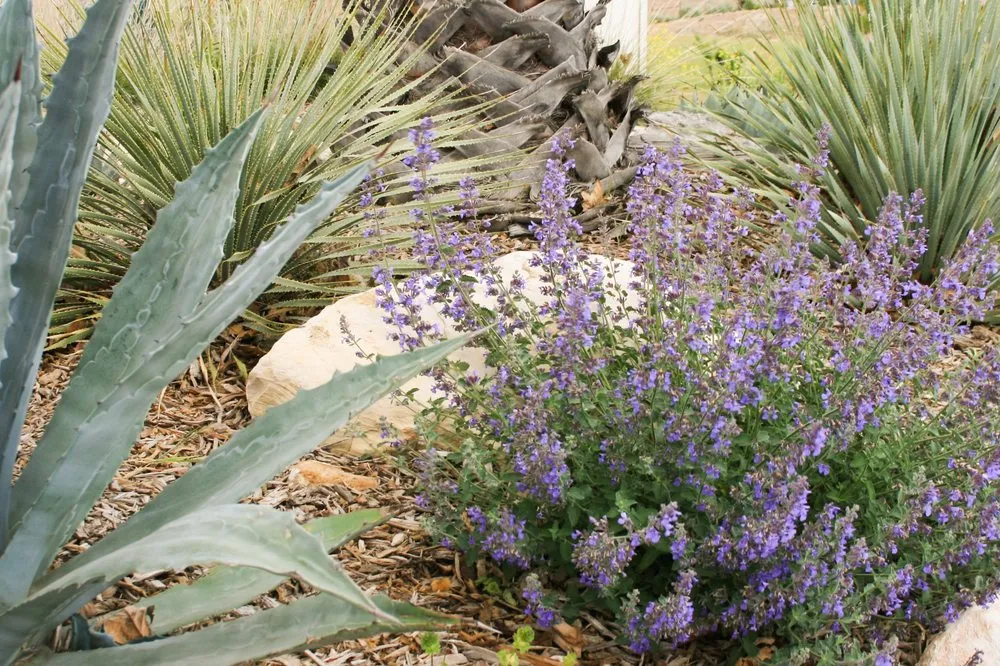 Reliable landscape installation for homes in Atascadero, CA by Madrone Landscape