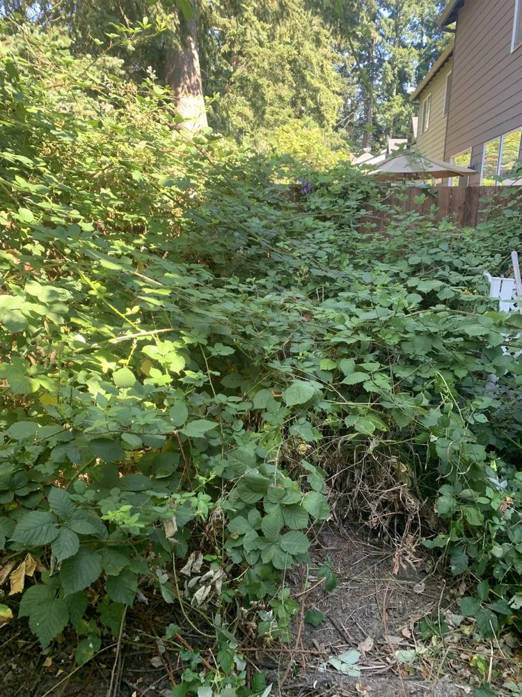 Professional outdoor landscaping experts serving Hillsboro, OR - Madrone Tree Service & Landscape Maintenance