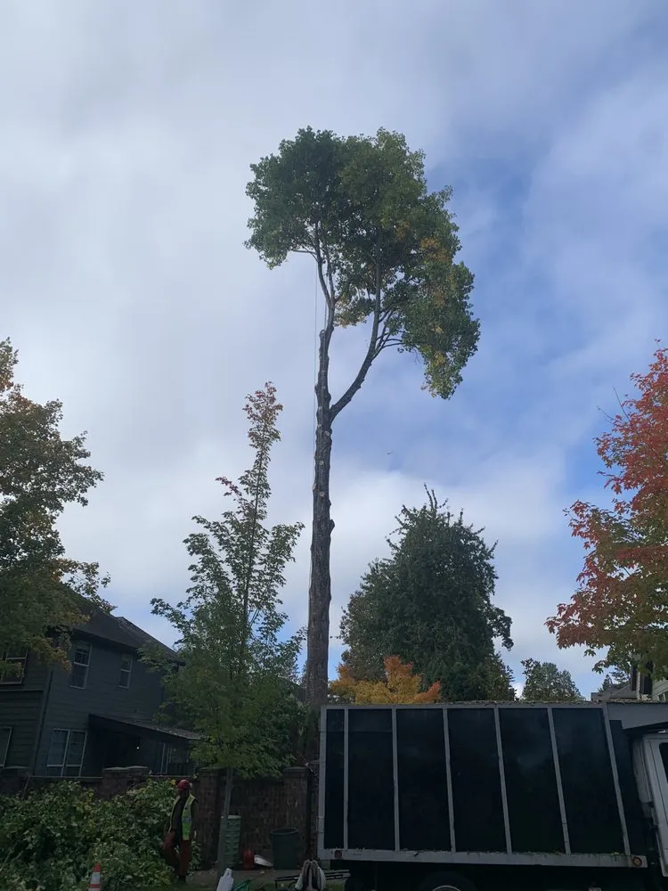 Expert landscape installation in Hillsboro, OR by Madrone Tree Service & Landscape Maintenance