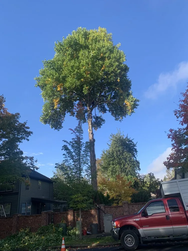 Trusted yard cleanup service with custom design in Hillsboro, OR by Madrone Tree Service & Landscape Maintenance