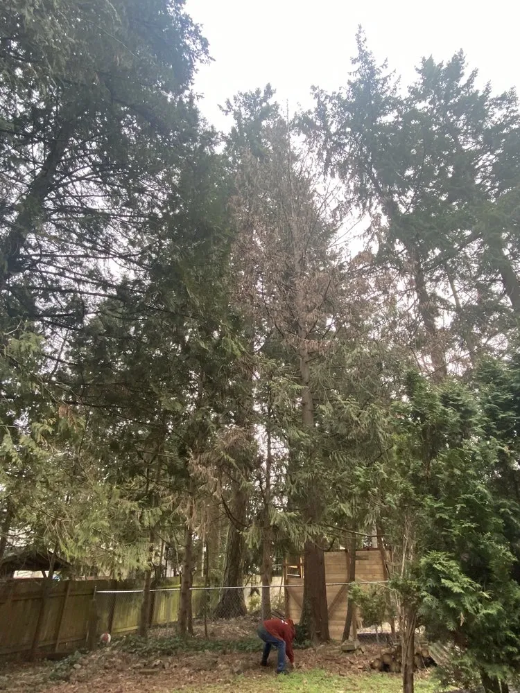 Trusted lawn mowing service in Hillsboro, OR by Madrone Tree Service & Landscape Maintenance