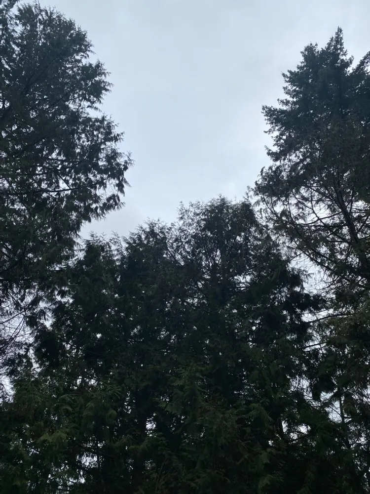 Reliable landscape installation in Hillsboro, OR - Madrone Tree Service & Landscape Maintenance