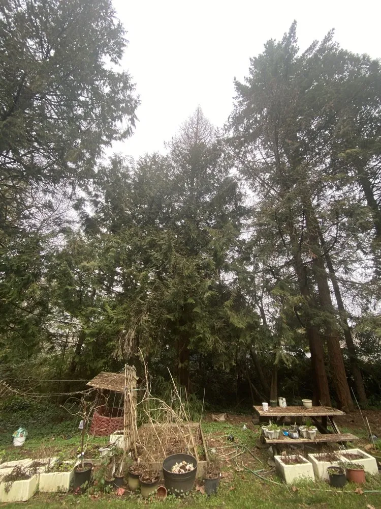 Top-rated residential landscaping for homes across Hillsboro, OR - Madrone Tree Service & Landscape Maintenance