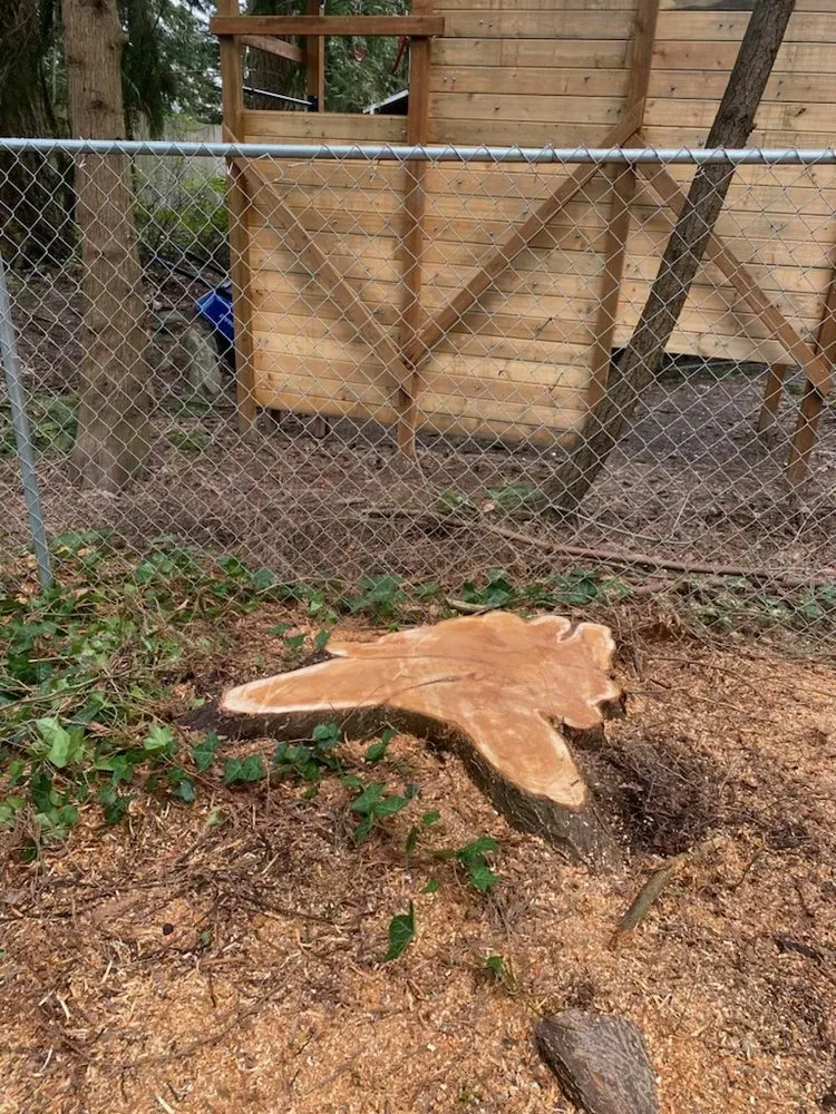 Custom lawn mowing service in Hillsboro, OR - Madrone Tree Service & Landscape Maintenance