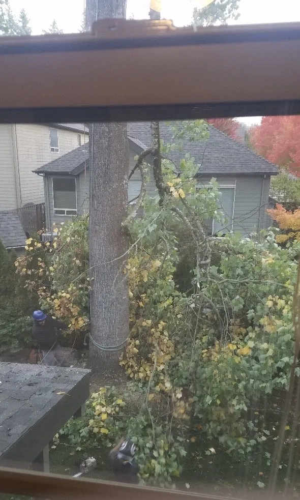 Local garden landscaping for residential properties in Hillsboro, OR by Madrone Tree Service & Landscape Maintenance