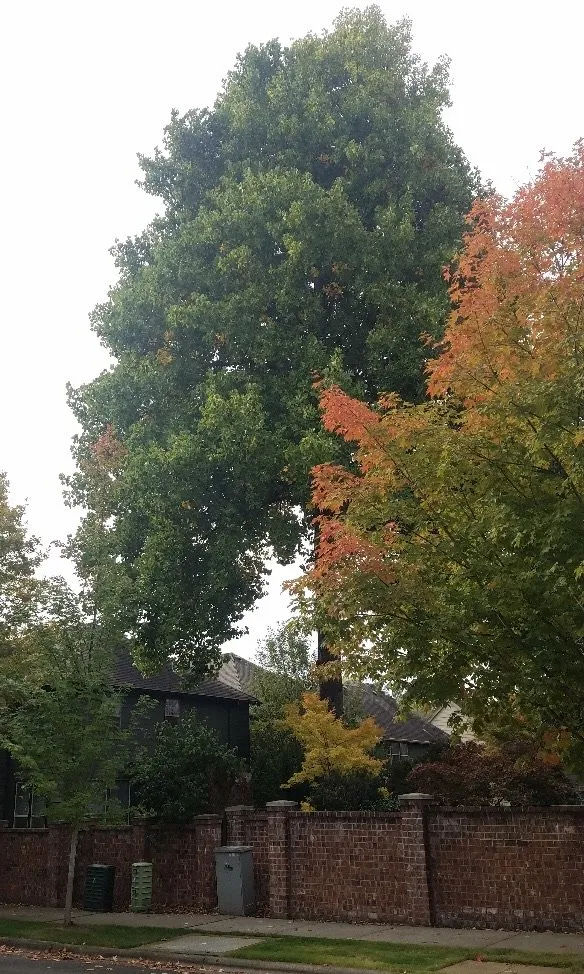 Affordable lawn mowing service for beautiful yards in Hillsboro, OR by Madrone Tree Service & Landscape Maintenance