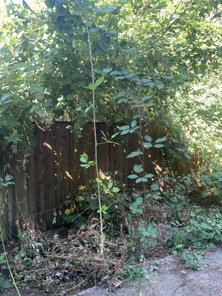 Custom lawn mowing service in Hillsboro, OR by Madrone Tree Service & Landscape Maintenance