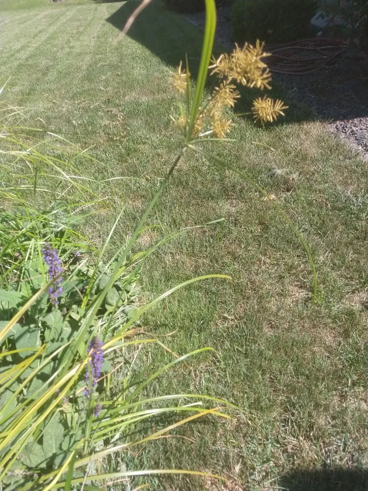 Local yard maintenance in Quincy, IL by Madsen Lawn Treatment