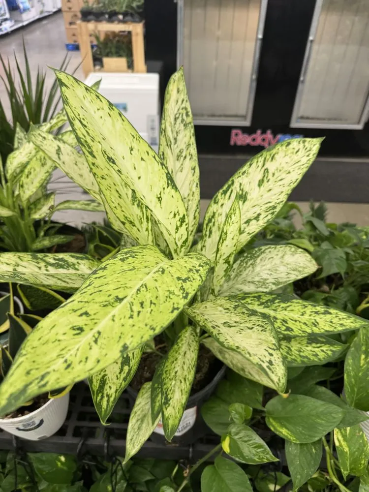 Trusted yard maintenance experts serving Sarasota, FL - Mady’s Landscaping