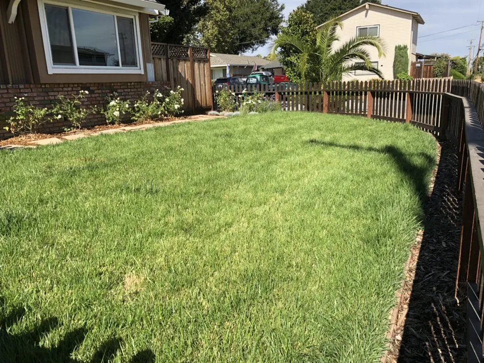 Reliable landscaping services in Saratoga, CA by Maestro Landscapers