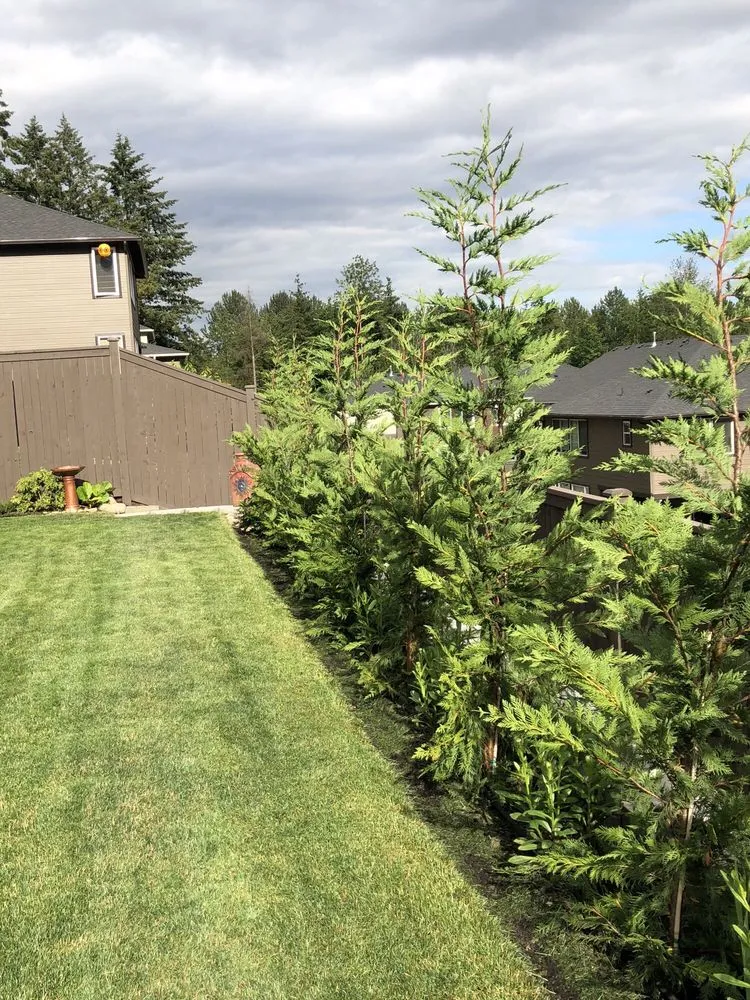 Affordable yard cleanup service with custom design in Tacoma, WA by M.A.G landscape