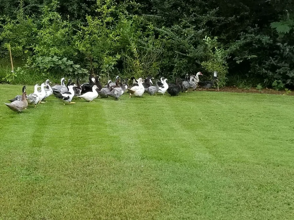 Trusted yard maintenance for residential properties across Ellenwood, GA - Magana Landscaping