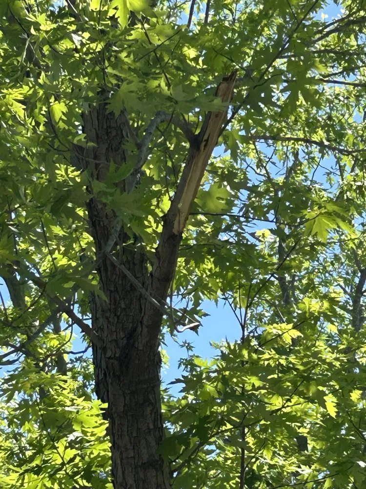 Expert yard cleanup service near you across White Settlement, TX - Magana Service