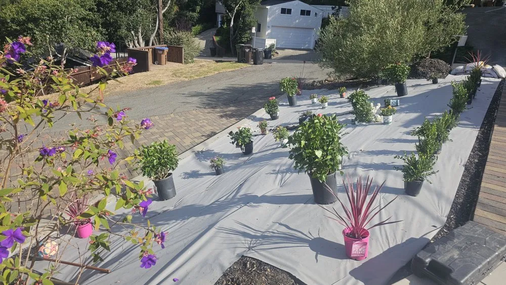 Local lawn care service in Vallejo, CA by Magana Sunset Landscaping