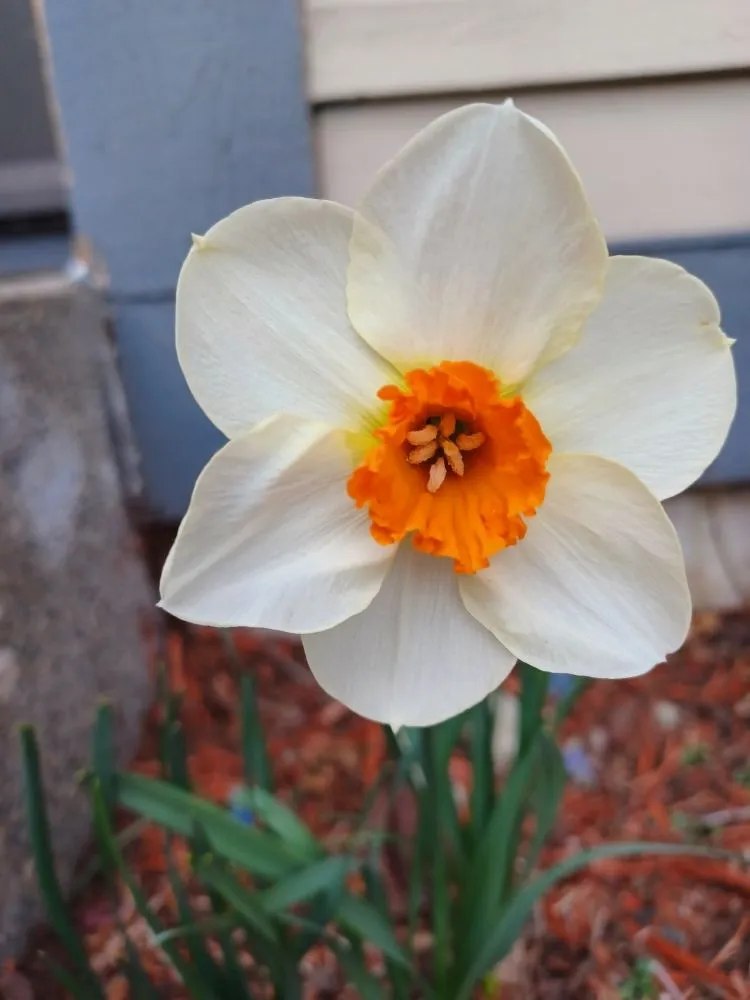 Local lawn mowing service for outdoor upgrades in Eatonville, WA by Mage Hand Labor