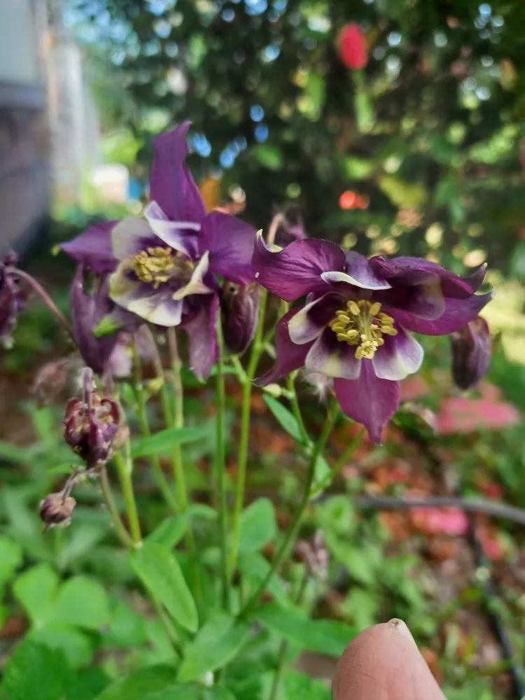 Expert landscape design in Eatonville, WA - Mage Hand Labor