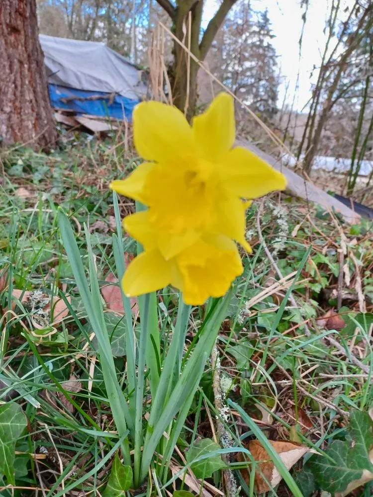 Custom yard cleanup service for homes across Eatonville, WA - Mage Hand Labor