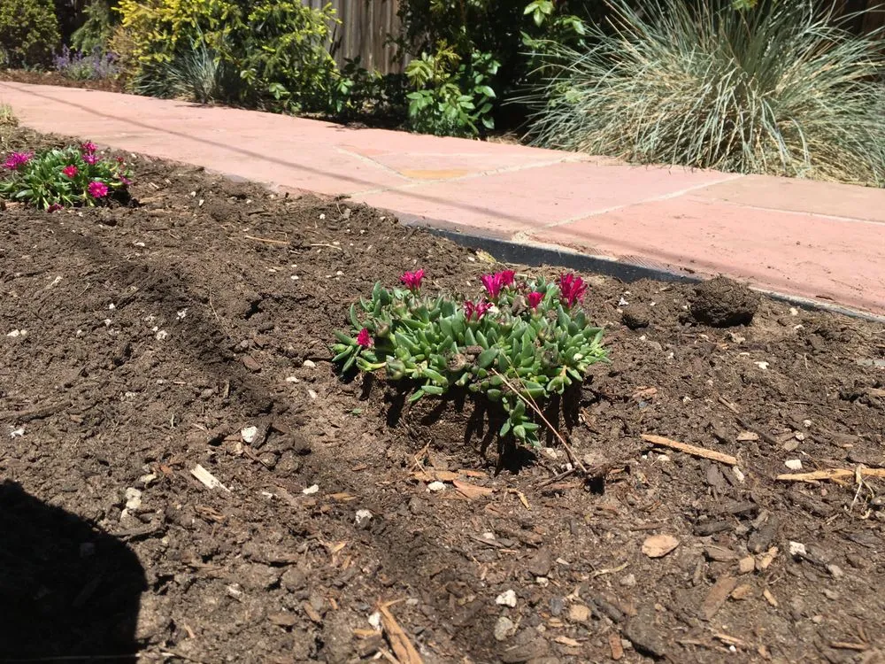 Expert lawn care service for residential properties across Denver, CO - Mage Landscaping