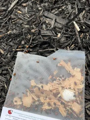 Magic Beans Landscaping