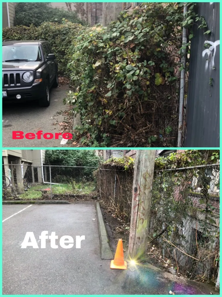 Local yard maintenance in Everett wa, WA - Magic Landscape