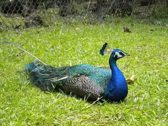 Expert landscaping services with custom design in Dearborn, MI by Magic Landscaping