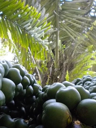 Local garden landscaping with custom design across Dearborn, MI - Magic Landscaping