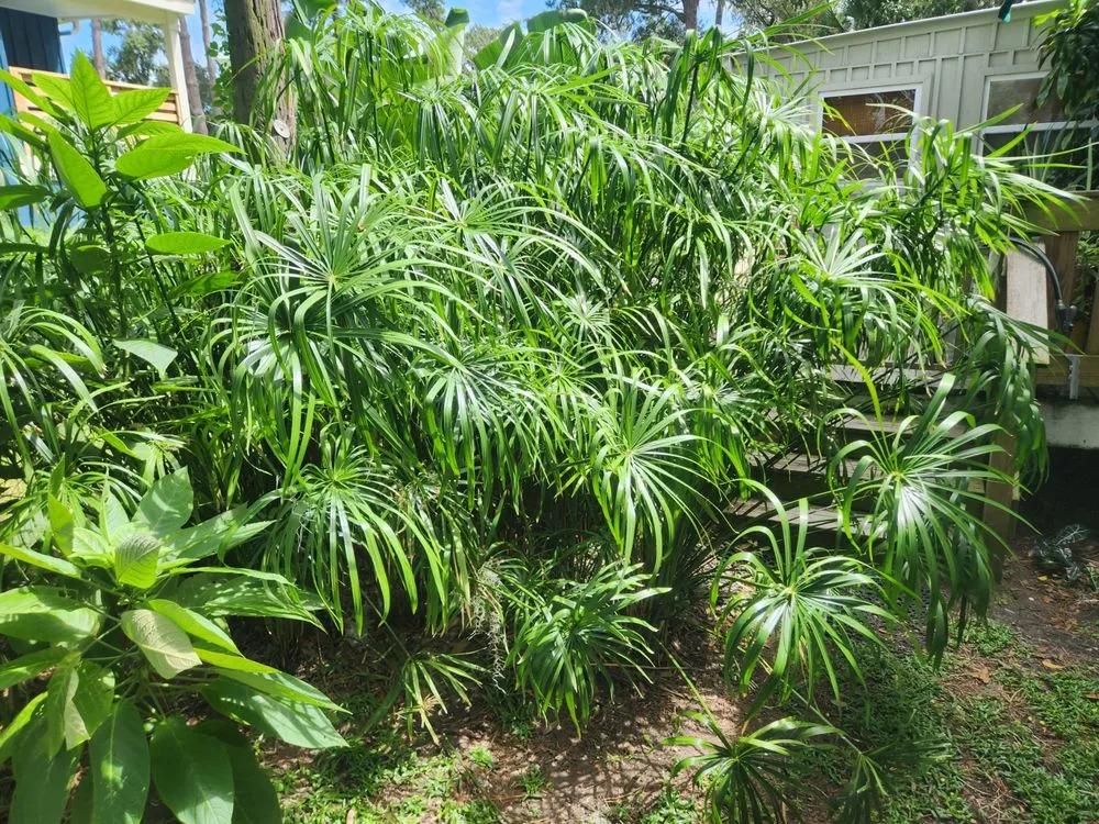 Trusted lawn care service for homes across Savannah, GA - Magic Mowers