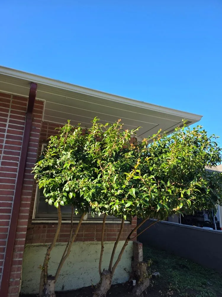 Expert landscape installation for outdoor upgrades across Atascadero, CA - Magic Touch Landscaping