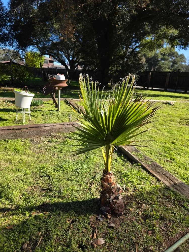 Trusted yard maintenance experts serving Atascadero, CA - Magic Touch Landscaping