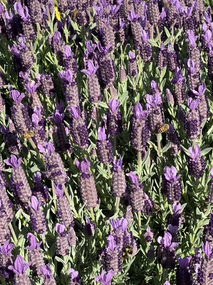 Trusted landscaping services for homes across Atascadero, CA - Magic Touch Landscaping