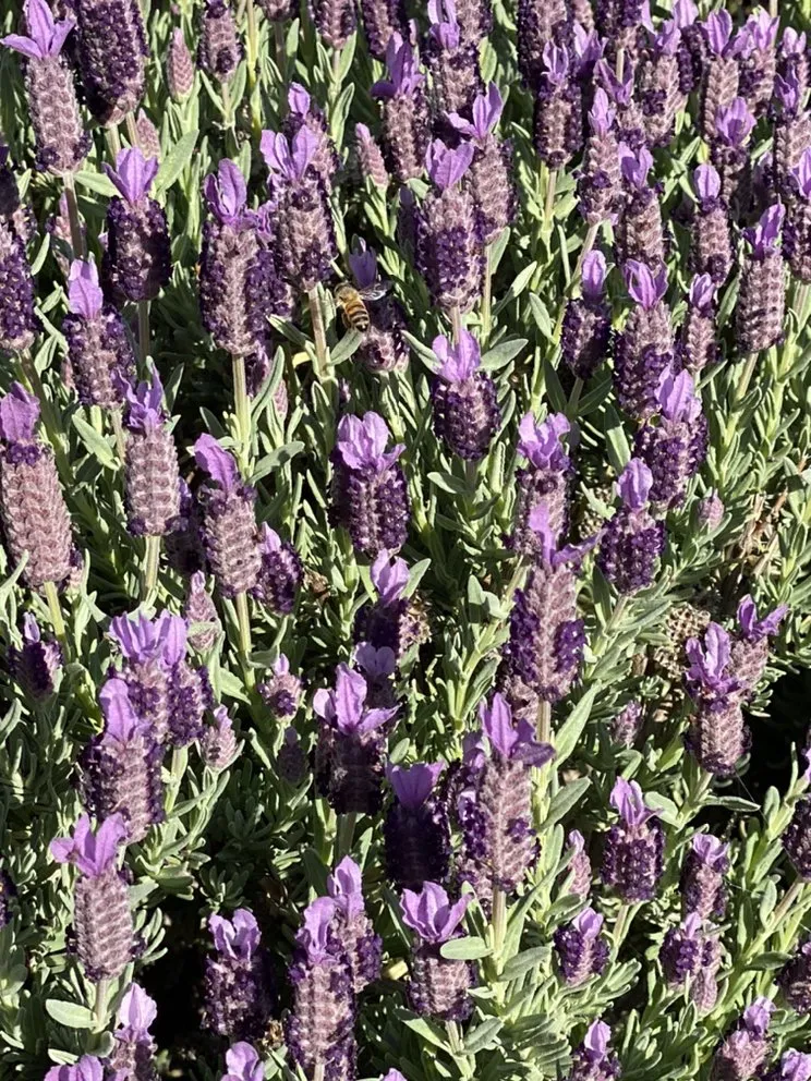 Professional landscape design experts serving Atascadero, CA - Magic Touch Landscaping