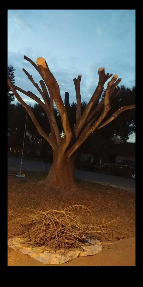 Professional outdoor landscaping near you in McAllen, TX by Magic Touch Lawn Palms And Trees Service