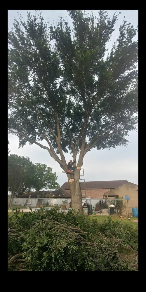 Expert lawn care service experts serving McAllen, TX - Magic Touch Lawn Palms And Trees Service