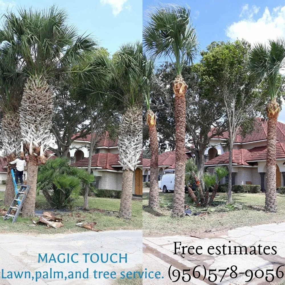 Professional landscaping services in McAllen, TX - Magic Touch Lawn Palms And Trees Service