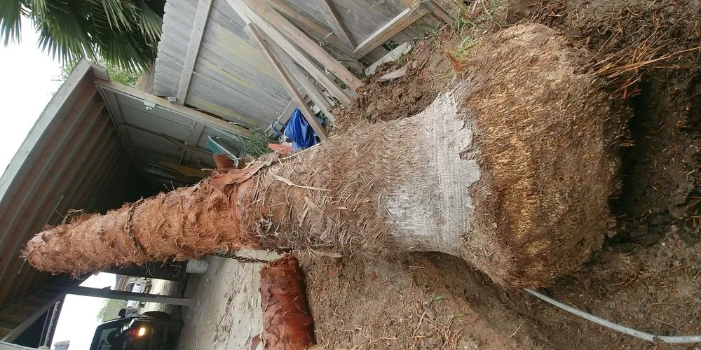 Reliable landscape design in McAllen, TX by Magic Touch Lawn Palms And Trees Service