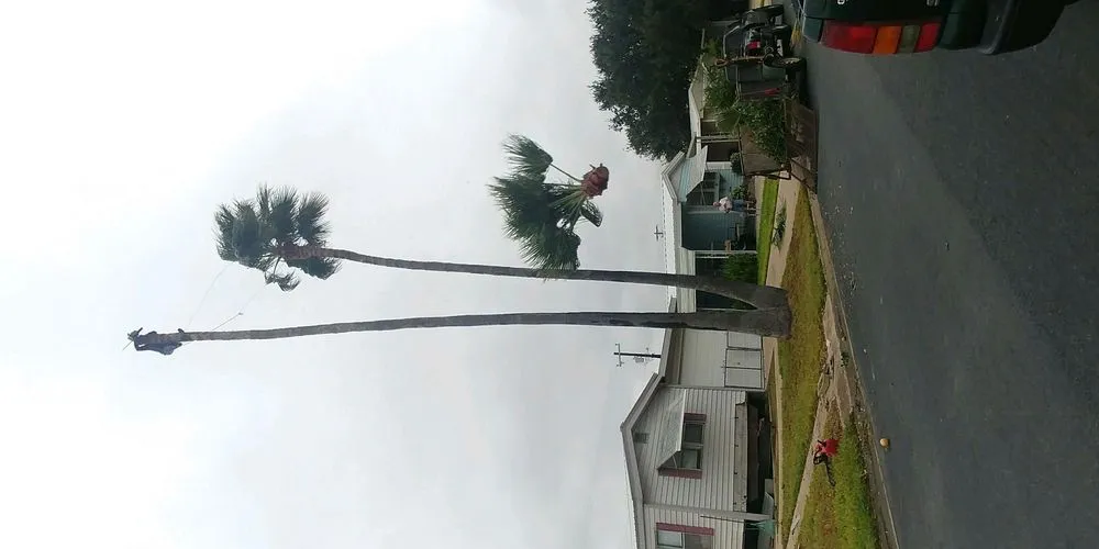 Top-rated outdoor landscaping in McAllen, TX - Magic Touch Lawn Palms And Trees Service