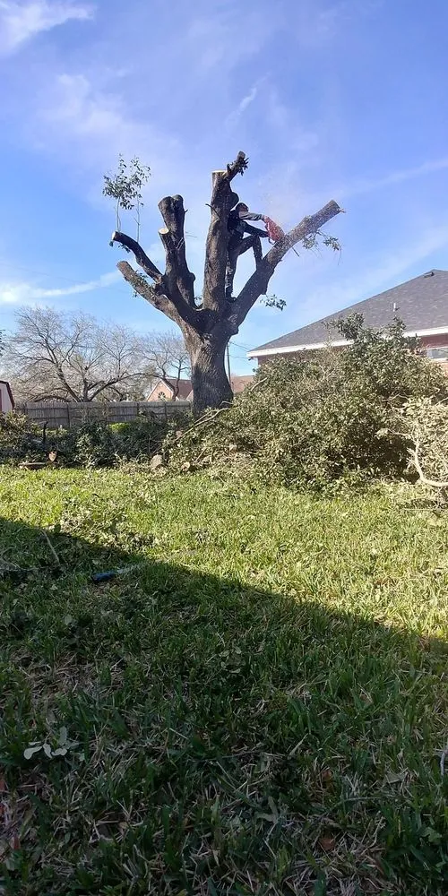 Professional outdoor landscaping near you across McAllen, TX - Magic Touch Lawn Palms And Trees Service