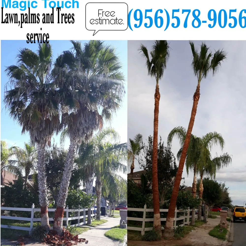 Local yard maintenance for homes across McAllen, TX - Magic Touch Lawn Palms And Trees Service