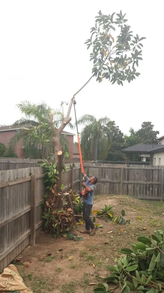 Professional yard cleanup service experts serving McAllen, TX - Magic Touch Lawn Palms And Trees Service