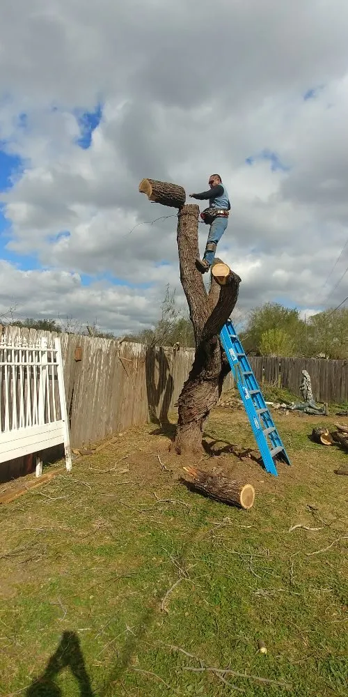 Custom lawn care service near you across McAllen, TX - Magic Touch Lawn Palms And Trees Service