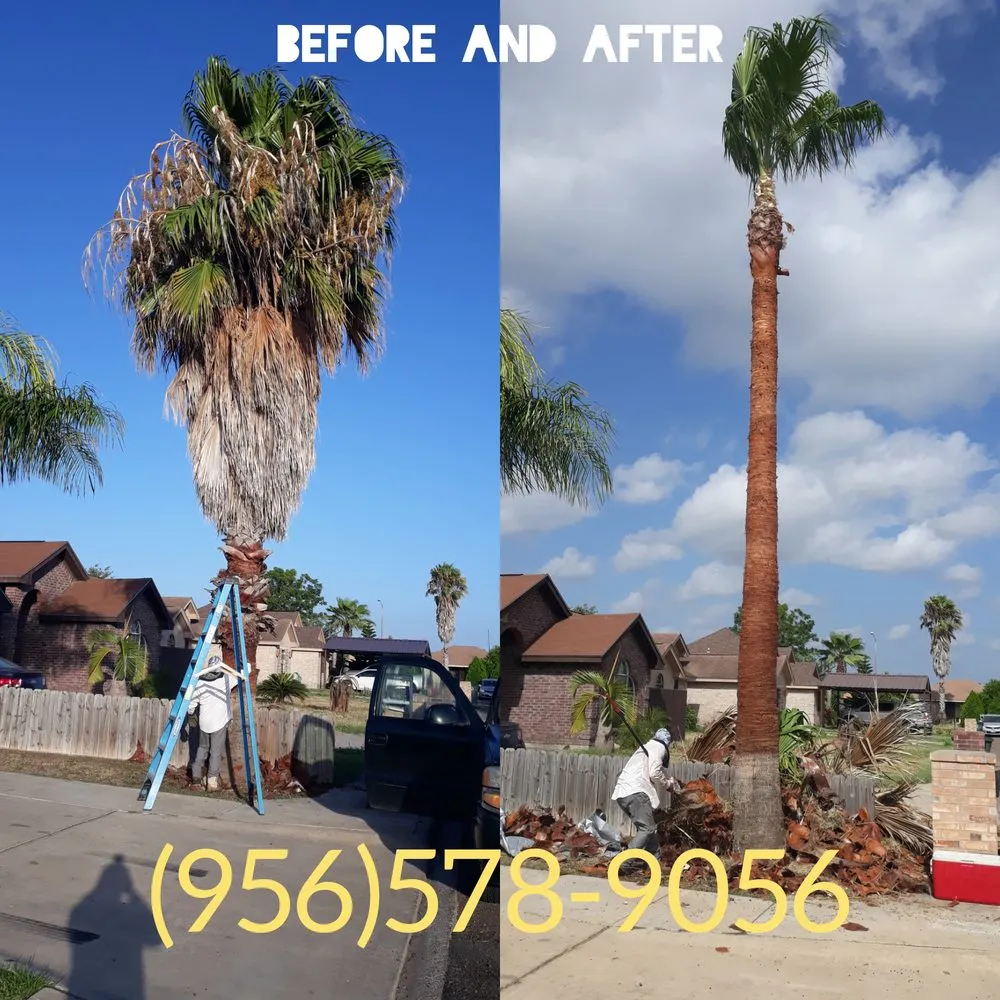 Top-rated lawn care service for homes across McAllen, TX - Magic Touch Lawn Palms And Trees Service