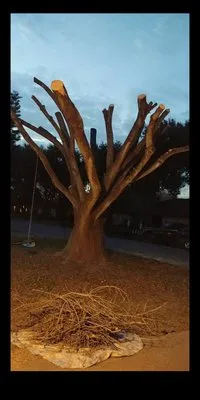 Magic Touch Lawn Palms And Trees Service Logo