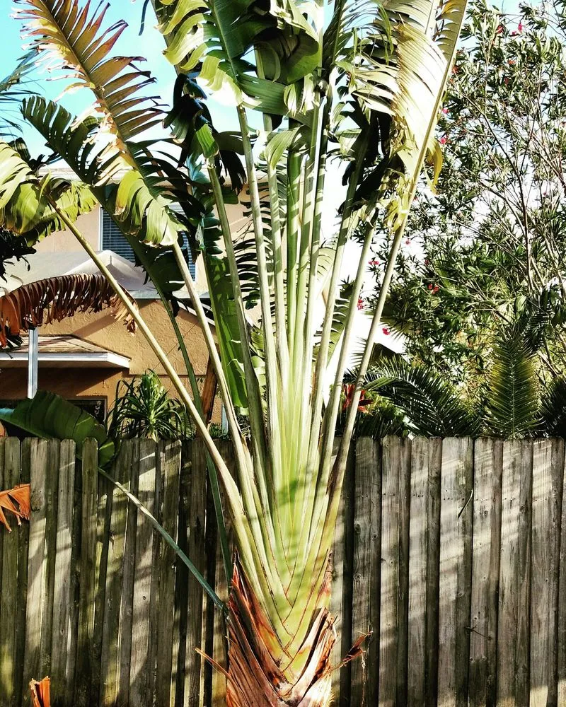 Affordable garden landscaping for year-round maintenance in Brandon, FL by Magna Carta Lawn Service